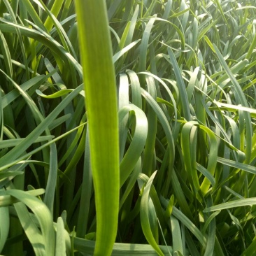 韭菜头茬