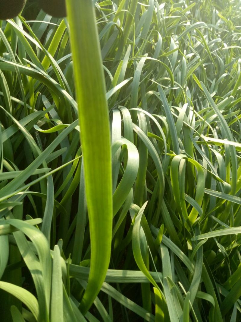 韭菜头茬