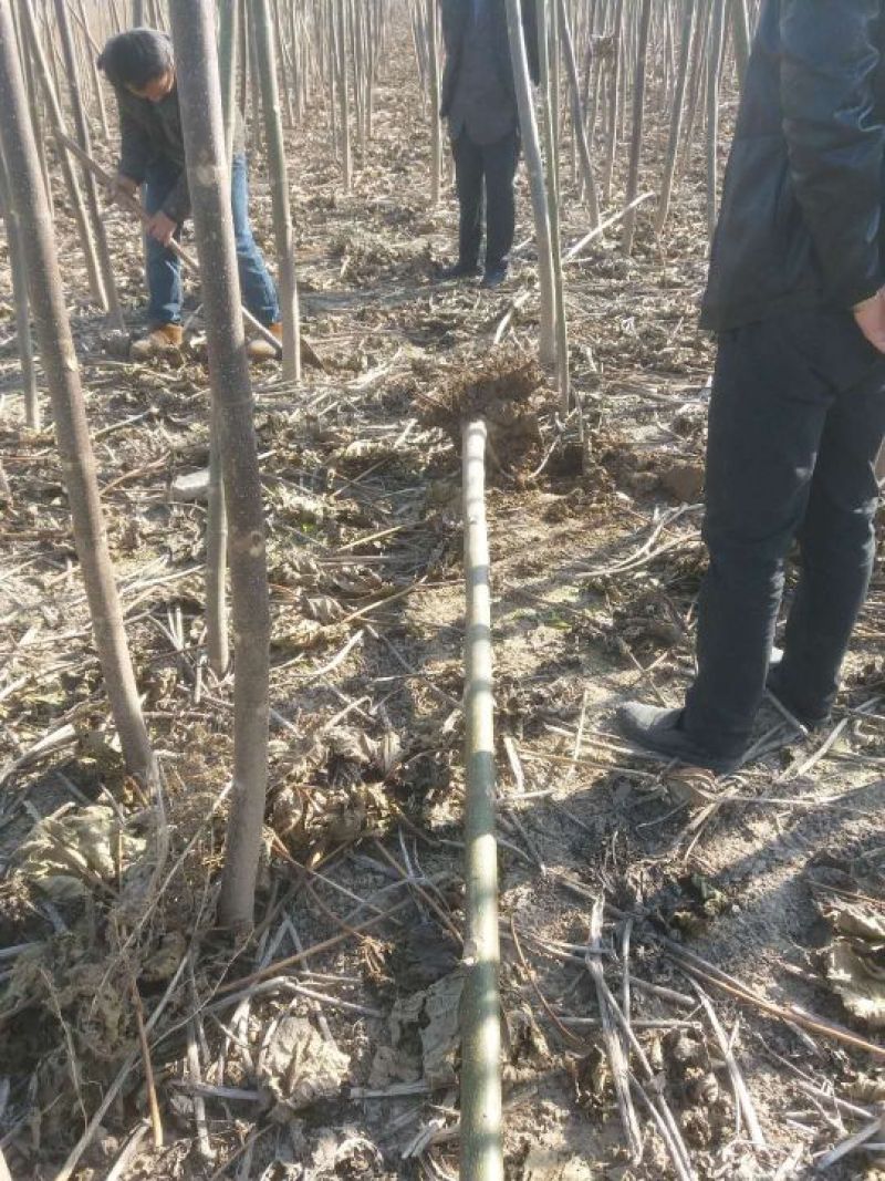 泡桐桐树根供应