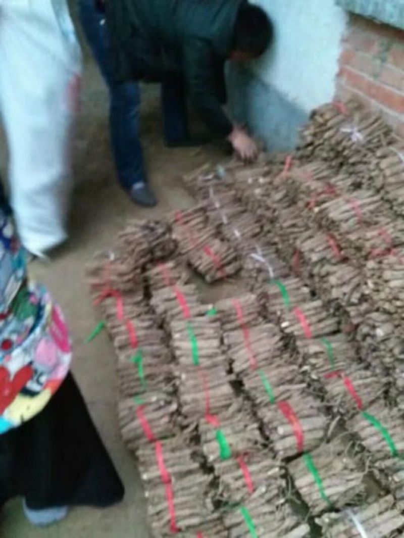 泡桐桐树根供应