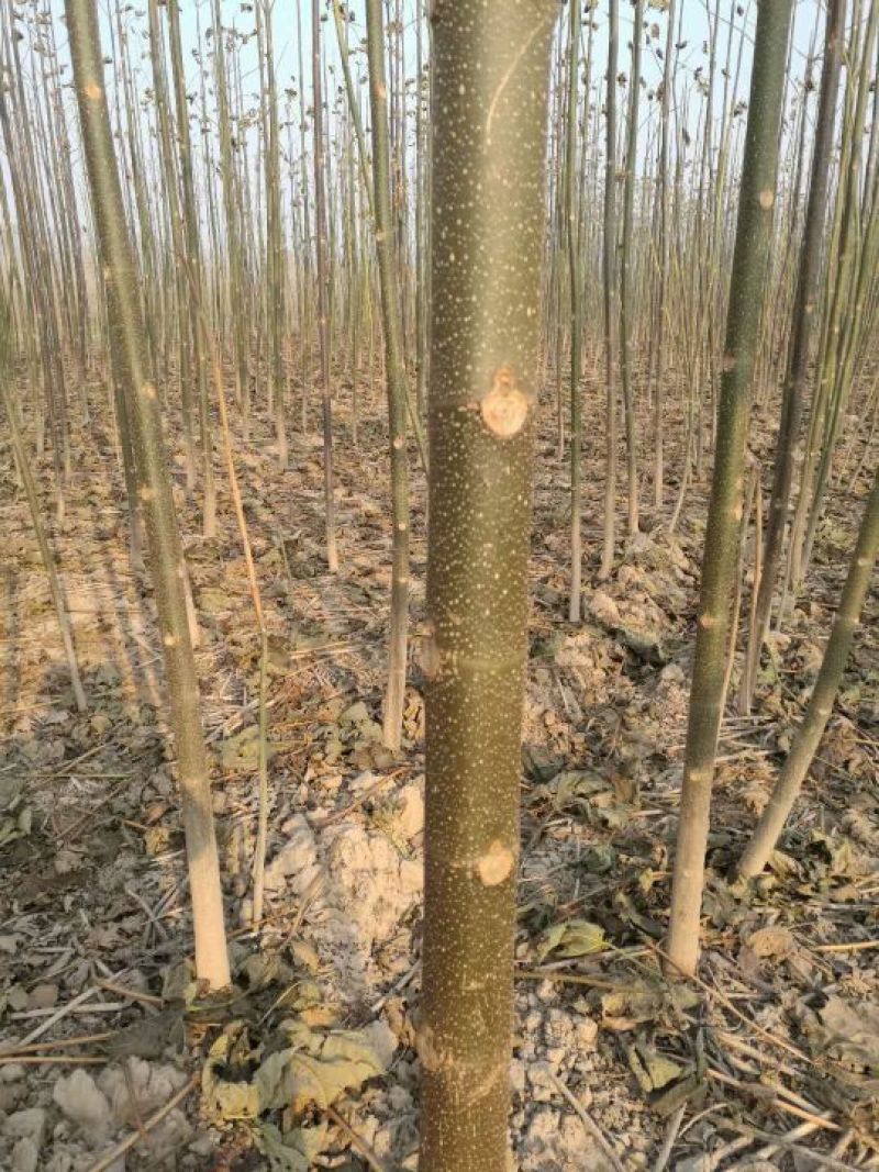 泡桐桐树根供应