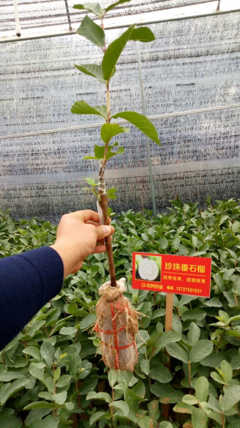番石榴苗台湾四季白肉番石榴，红心番石榴