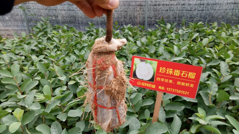 番石榴苗台湾四季白肉番石榴，红心番石榴