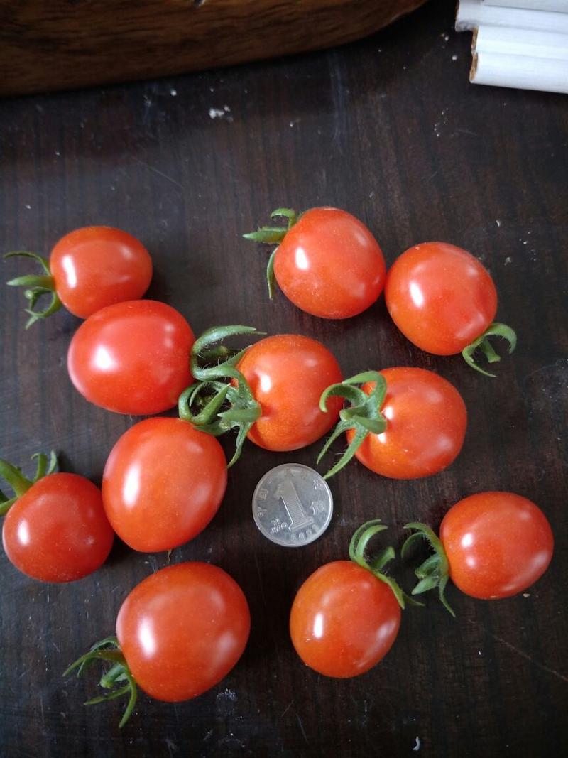 釜山88玲珑小番茄自有园区直供全国各大市场
