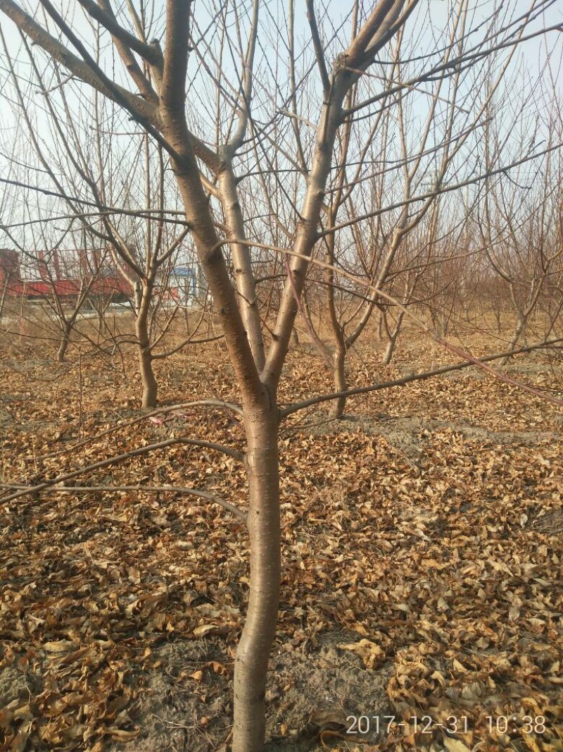 桃树6~8cm2.5~3米可广泛应用于占地工程建园