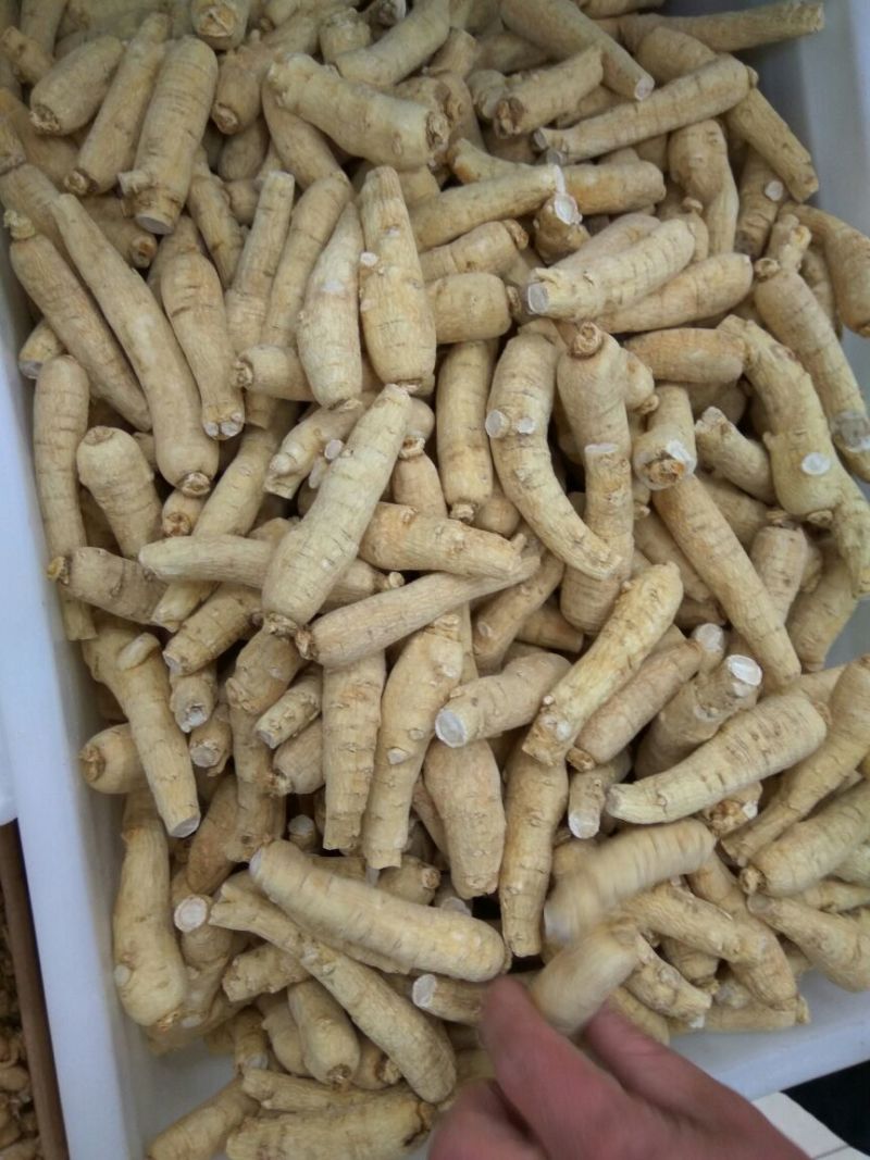 西洋参统货