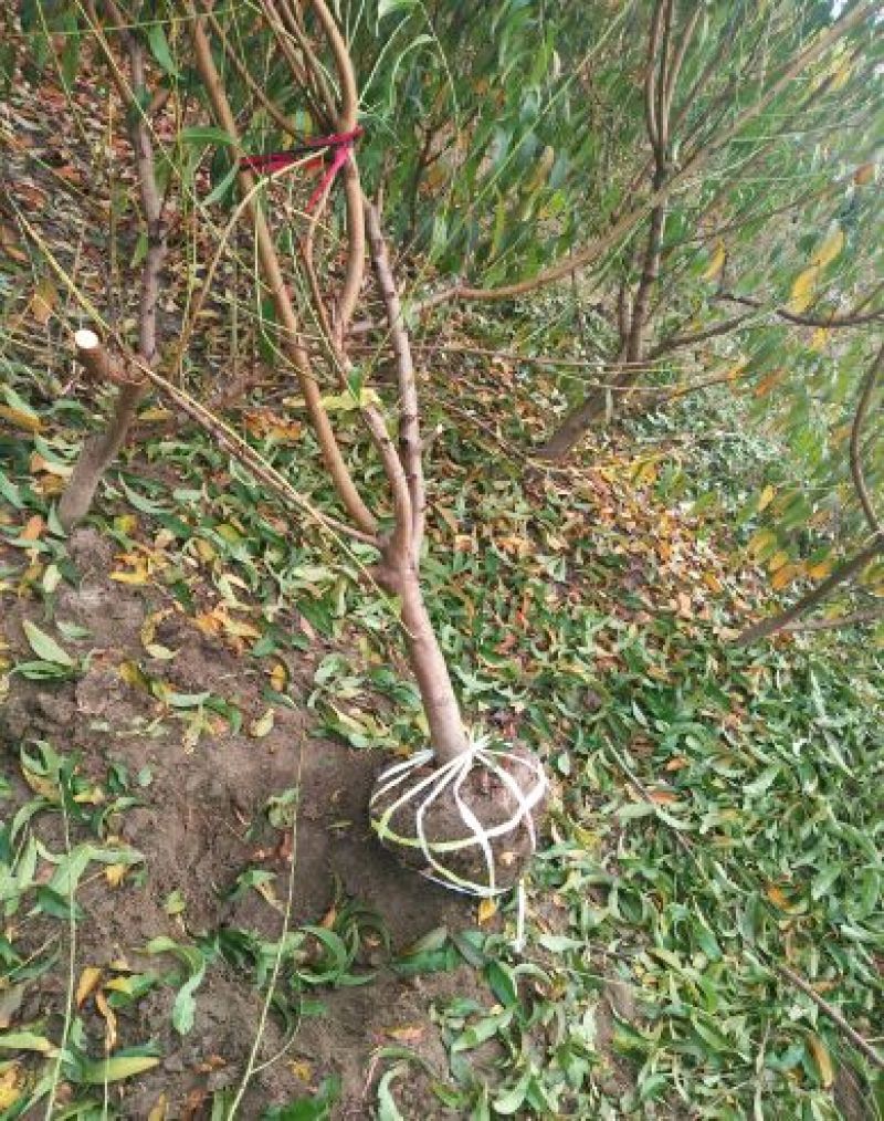 桃树6~8cm2.5~3米可广泛应用于占地工程建园