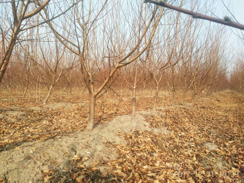 桃树6~8cm2.5~3米可广泛应用于占地工程建园