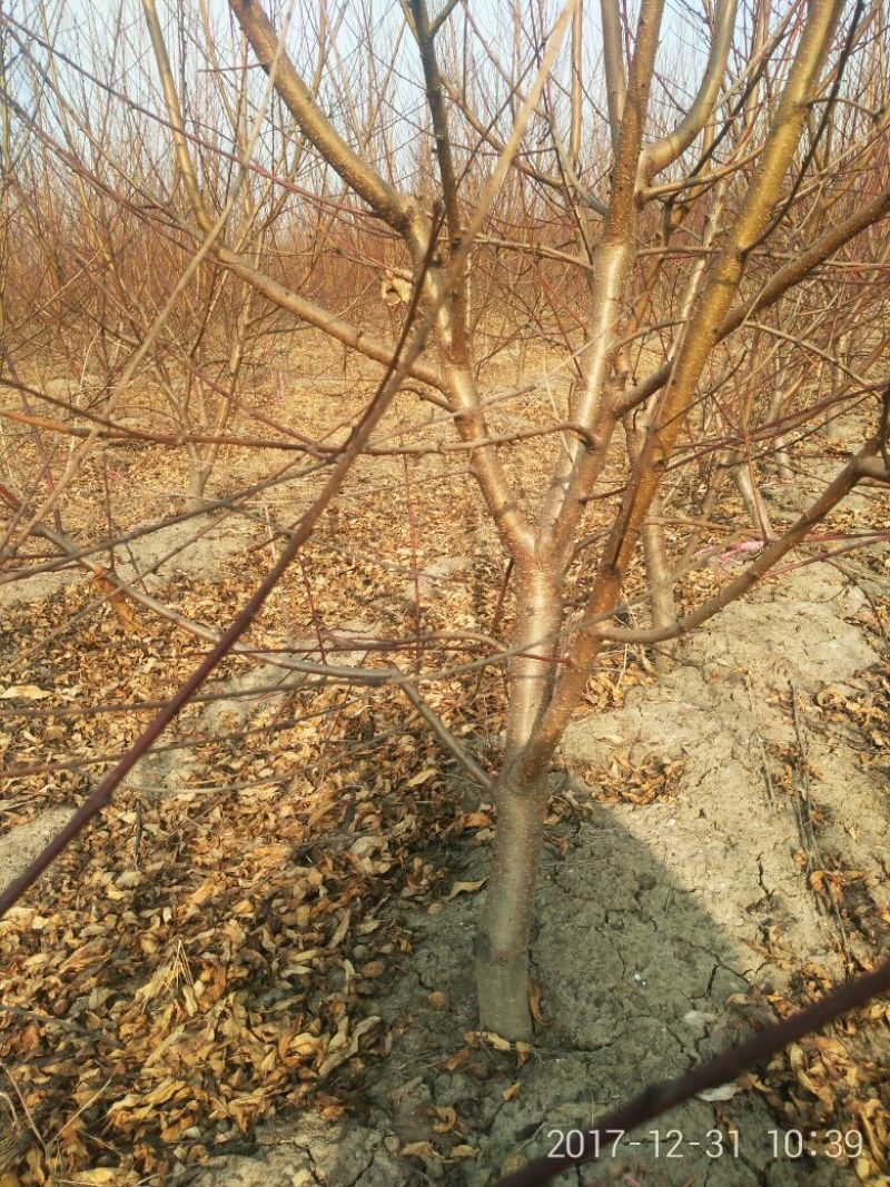 桃树6~8cm2.5~3米可广泛应用于占地工程建园