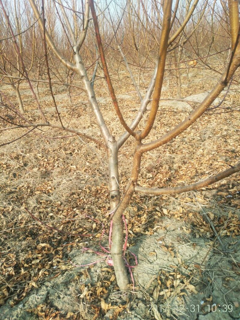 桃树6~8cm2.5~3米可广泛应用于占地工程建园