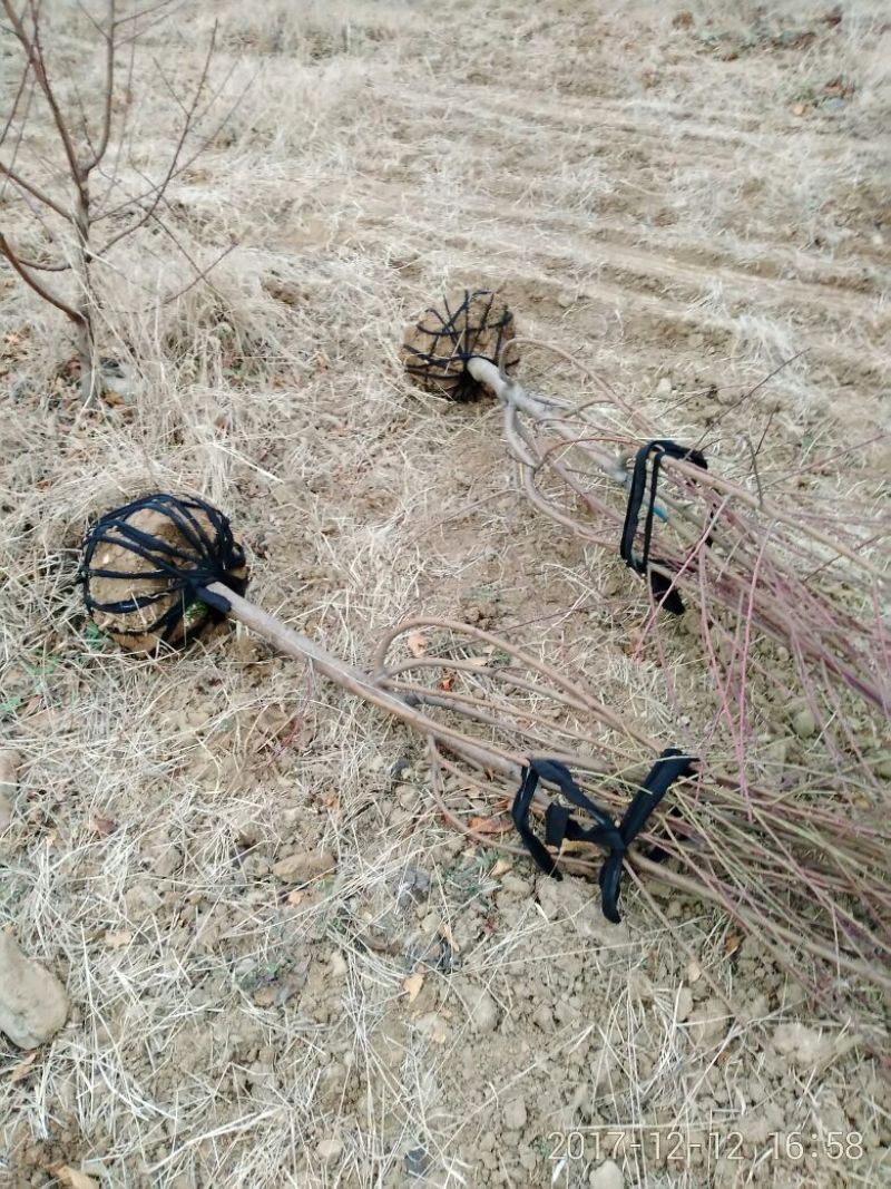 桃树6~8cm2.5~3米可广泛应用于占地工程建园