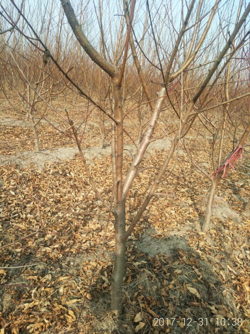桃树6~8cm2.5~3米可广泛应用于占地工程建园