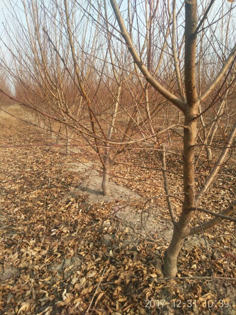 桃树6~8cm2.5~3米可广泛应用于占地工程建园