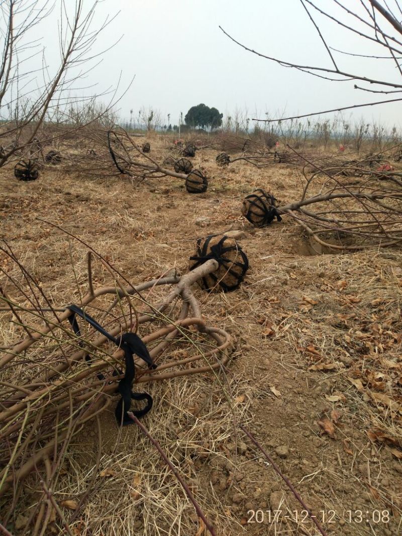 桃树6~8cm2.5~3米可广泛应用于占地工程建园