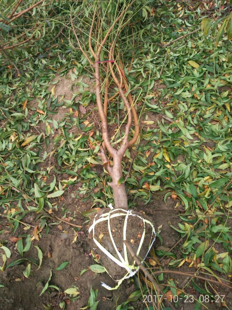 桃树6~8cm2.5~3米可广泛应用于占地工程建园