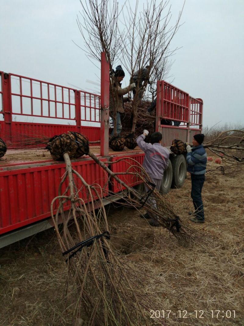 桃树6~8cm2.5~3米可广泛应用于占地工程建园