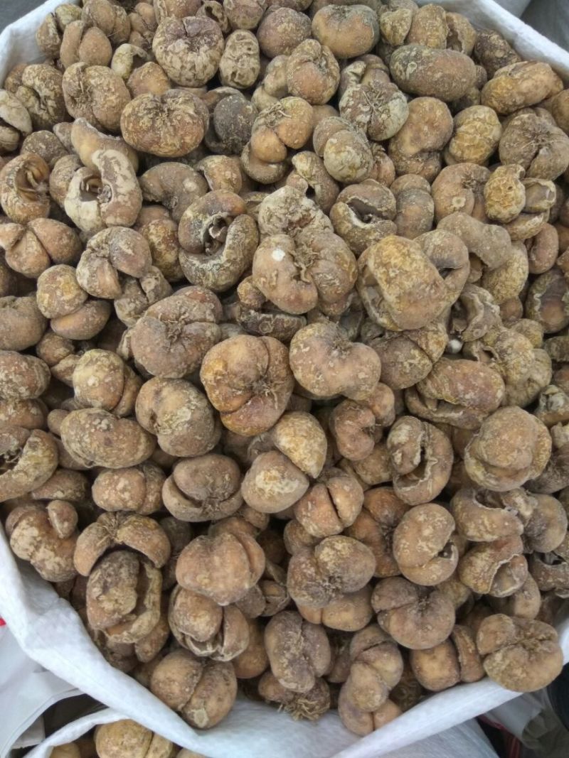 原装川贝母大贝松贝炉贝各种规格，量大从优！