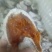 柿饼现货