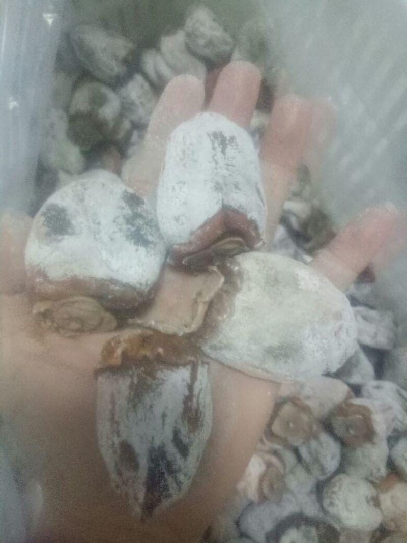 柿饼现货