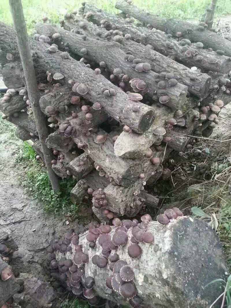香菇菌种椴木菌种种木头上的