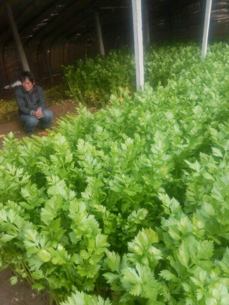 美国西芹60cm以上质量好，价格便宜。