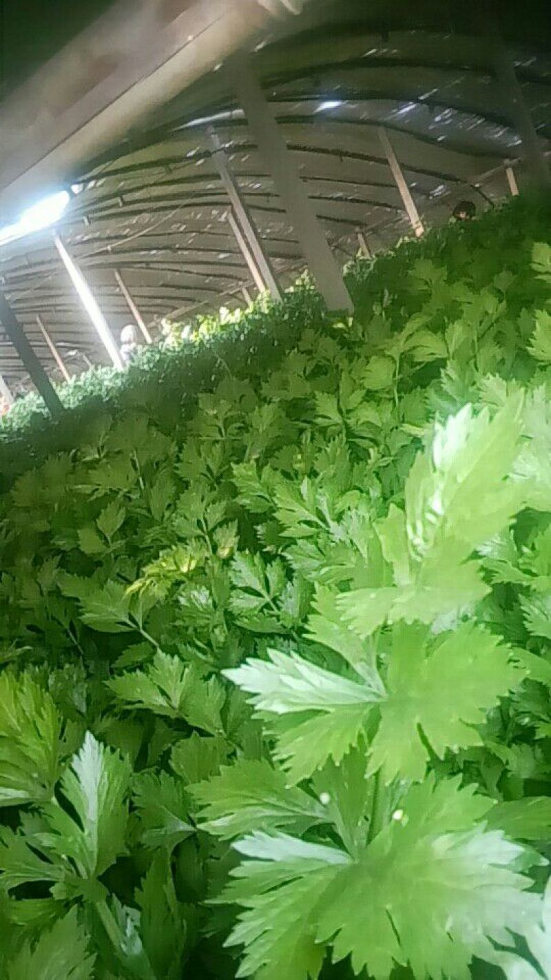 美国西芹60cm以上质量好，价格便宜。