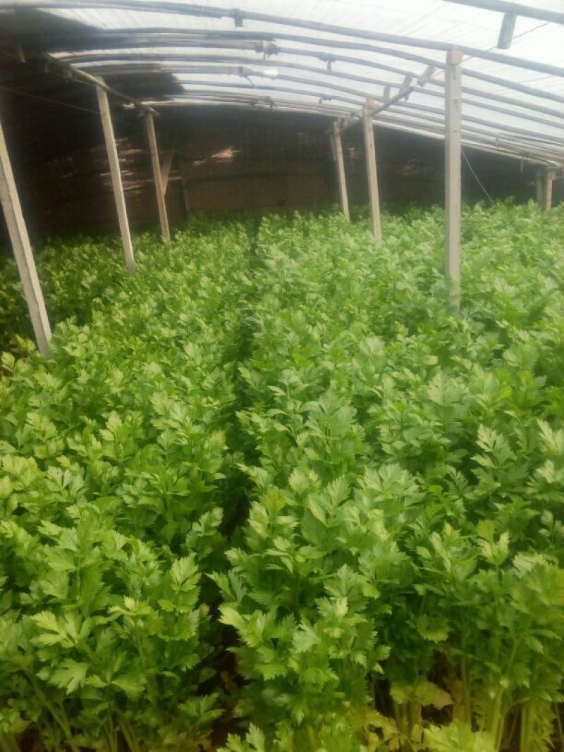 美国西芹60cm以上质量好，价格便宜。