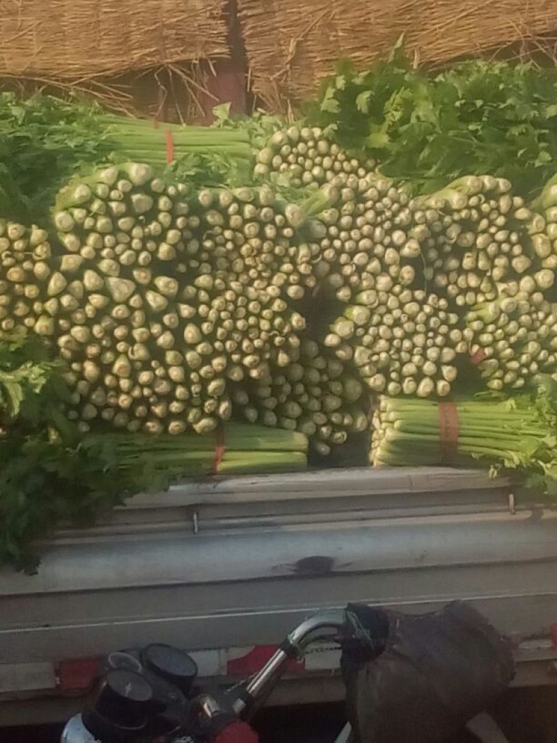 美国西芹60cm以上质量好，价格便宜。