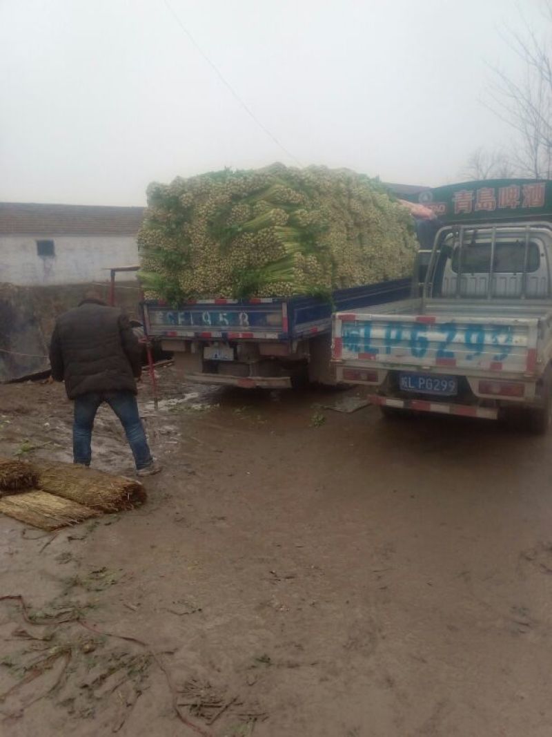 美国西芹60cm以上质量好，价格便宜。