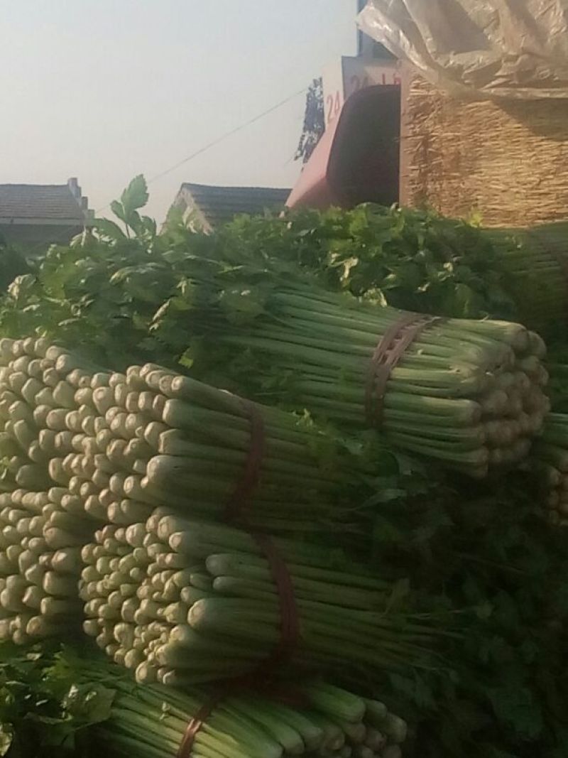 美国西芹60cm以上质量好，价格便宜。