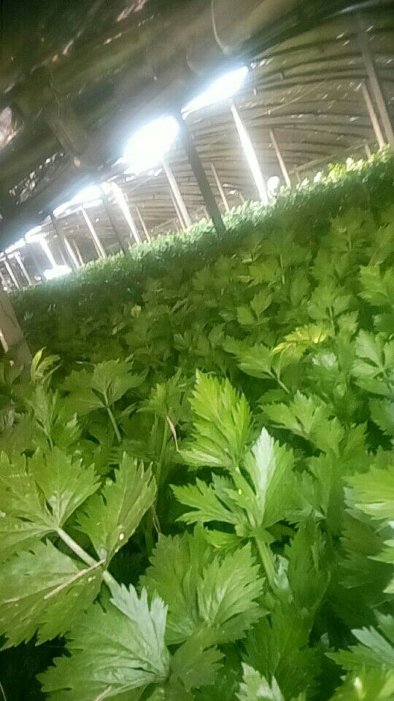 美国西芹60cm以上质量好，价格便宜。