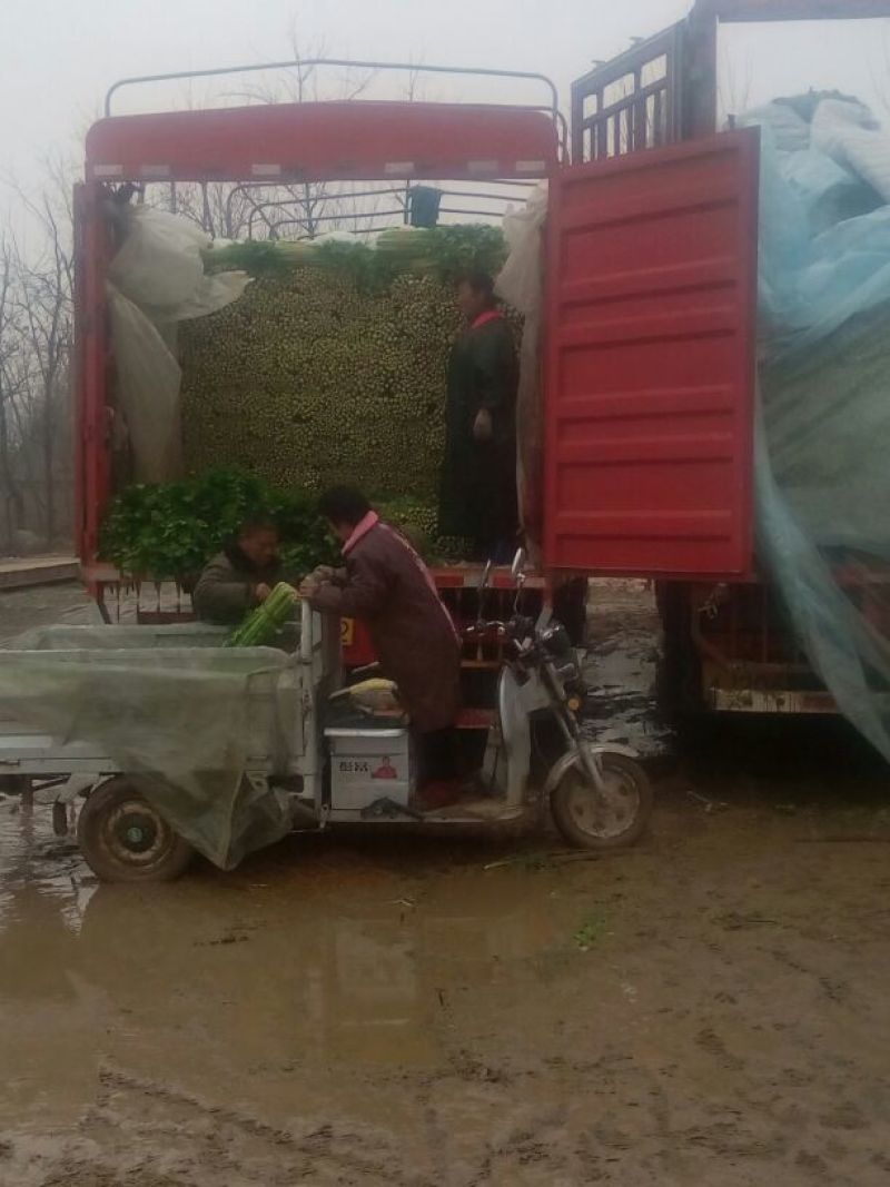 美国西芹60cm以上质量好，价格便宜。