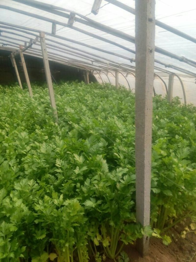 美国西芹60cm以上质量好，价格便宜。