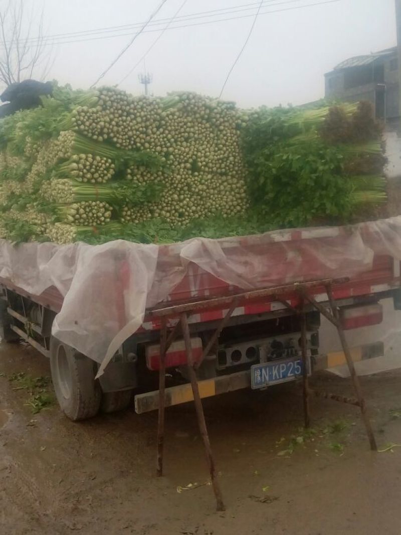 美国西芹60cm以上质量好，价格便宜。
