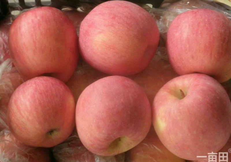 苹果冰糖心90mm以上膜袋大量上市，欢迎咨询。