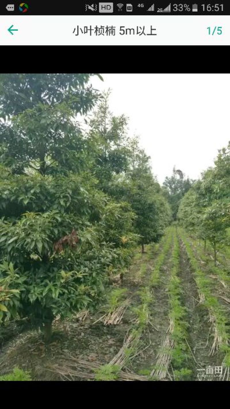 小叶桢楠5m以上