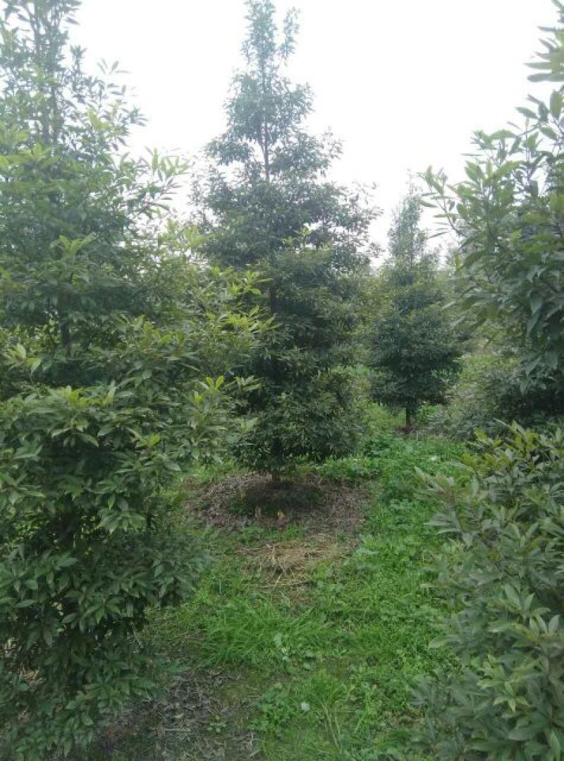 小叶桢楠5m以上