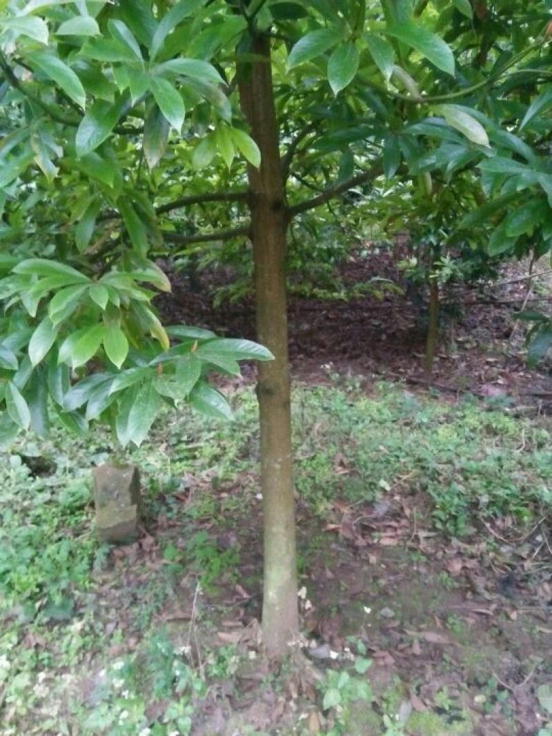 小叶桢楠5m以上