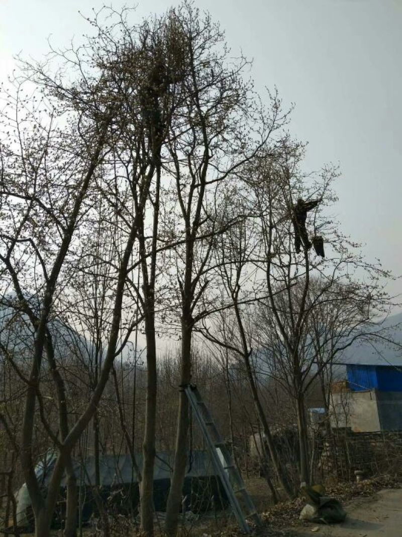 辛夷有梗小花
