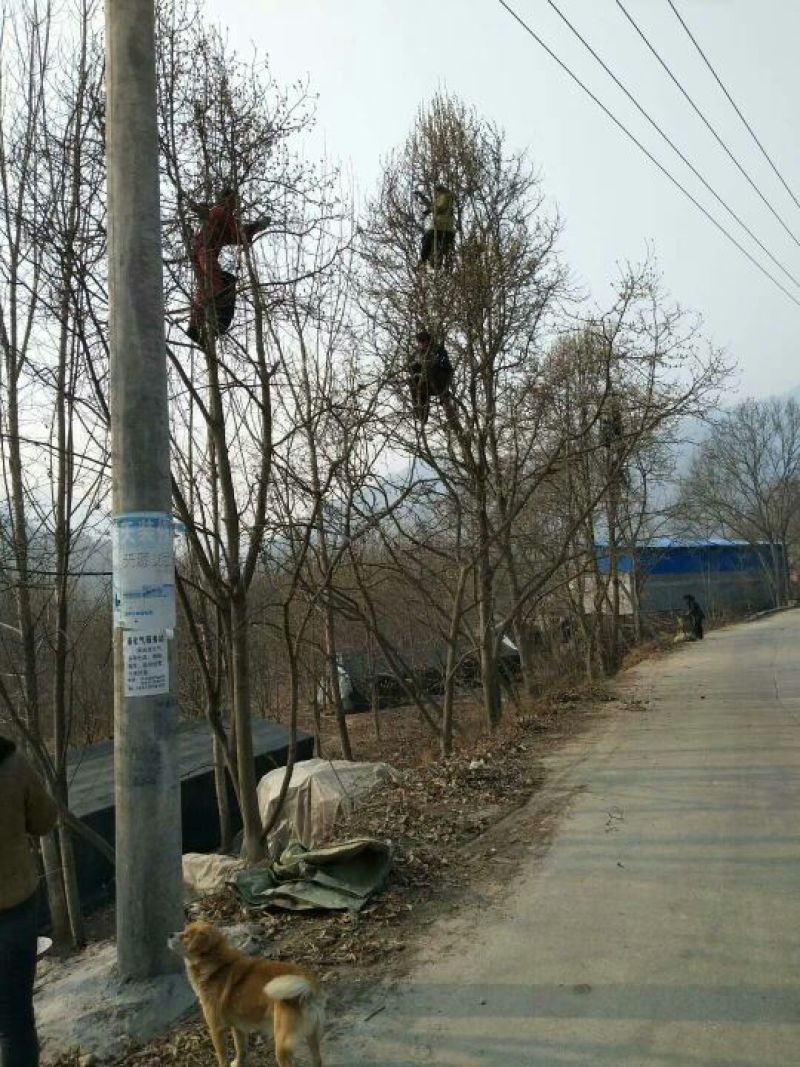 辛夷有梗小花