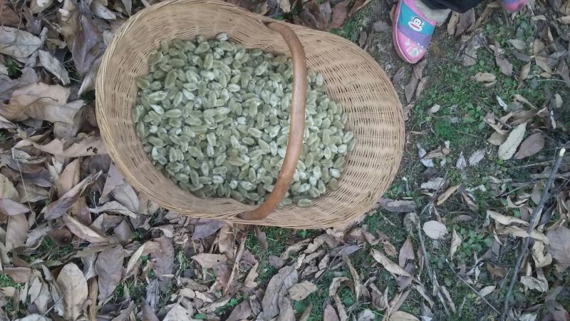 辛夷有梗小花