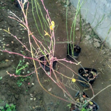 蓝莓苗2年以上50~80cm