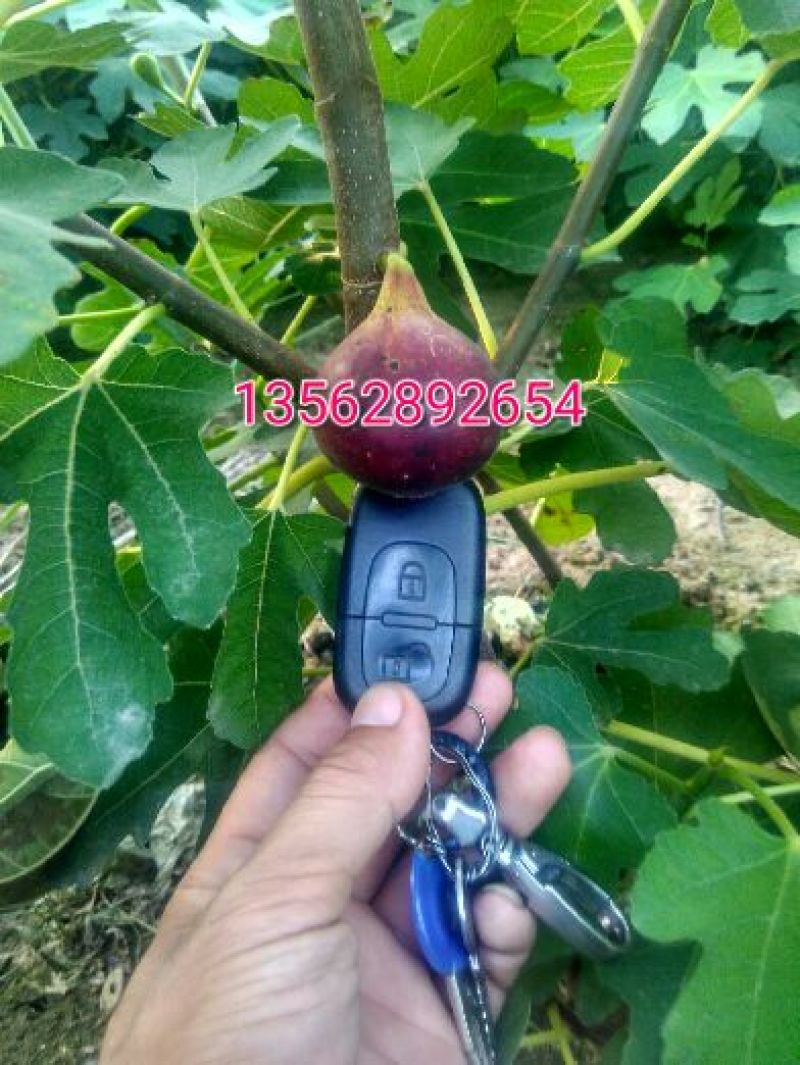 波姬红无花果苗80cm以上