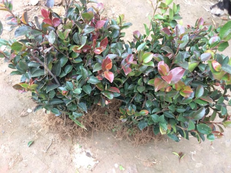 茶梅茶梅苗，1至3年生小苗，农户直销。