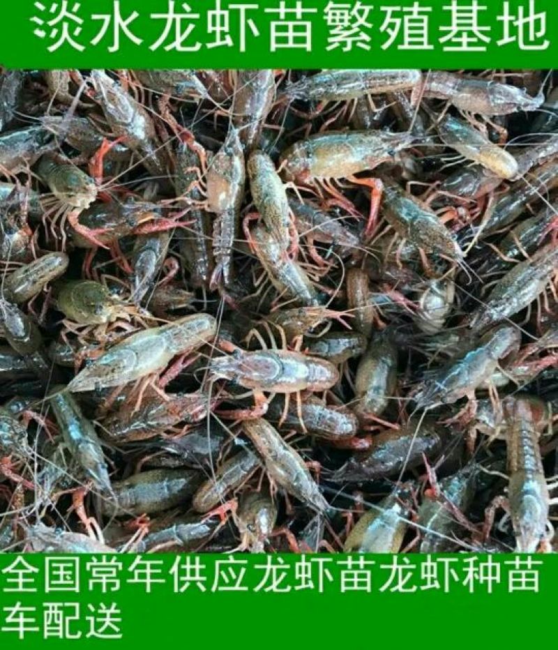 虾尾