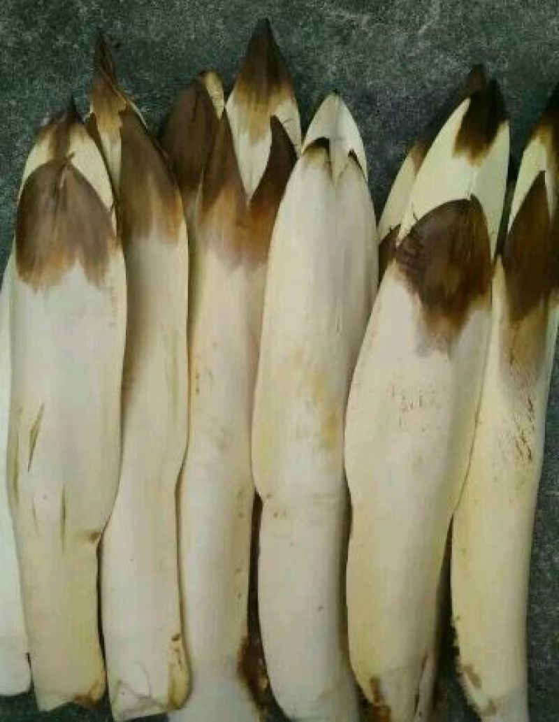 棕树花鲜嫩新鲜采摘