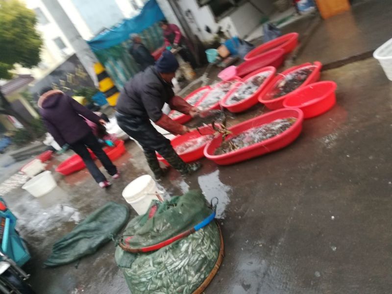 鲫鱼食用