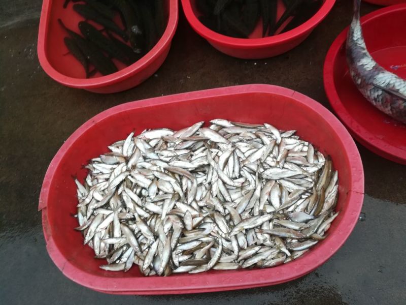 鲫鱼食用