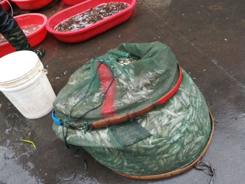 鲫鱼食用