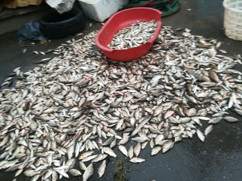 鲫鱼食用